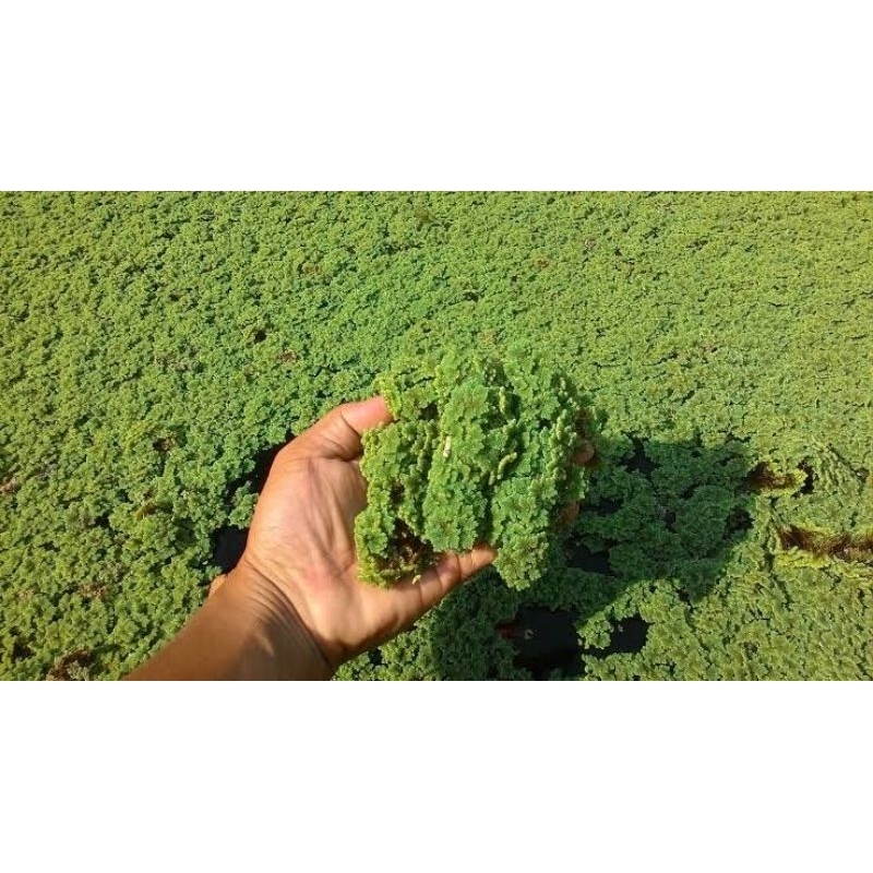 

AZOLLA
