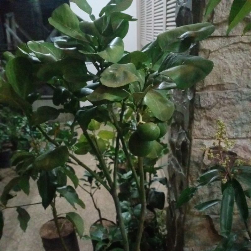 Bibit Red Pamelo