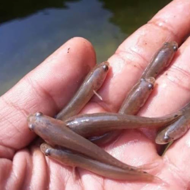 bibit ikan gabus  (10-13) cm murah meriah