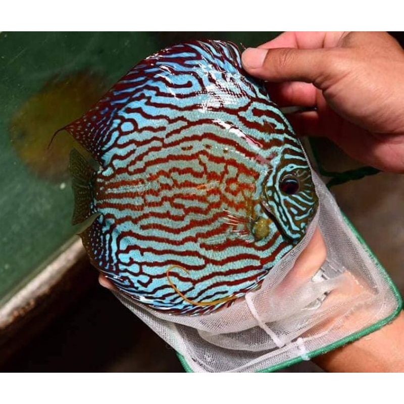 Blue Turquoise Discus Aquarium