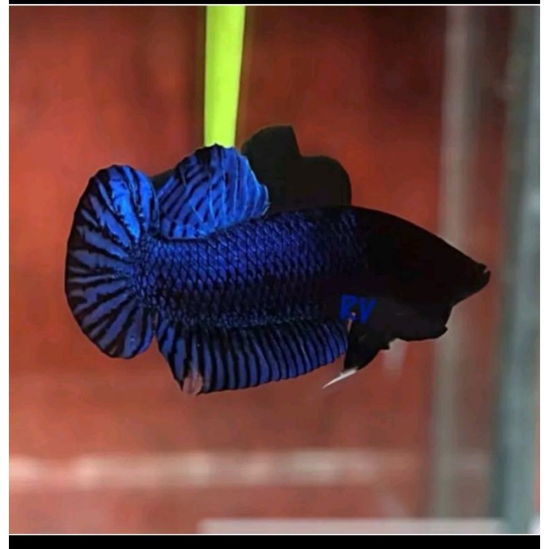 

MDS bahan perlu train satuan