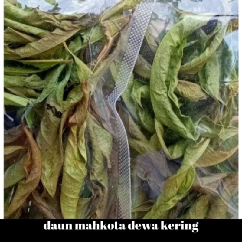 

daun mahkota dewa kering utuh