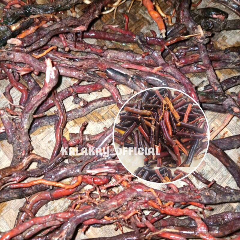 

Akar Kelapa Hijau Segar Obat Herbal 1 kg