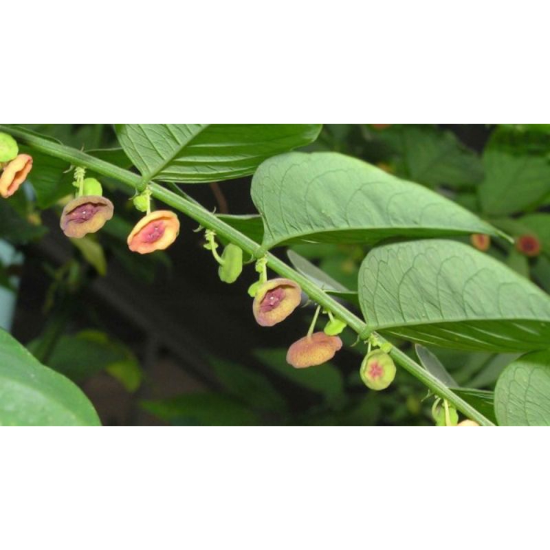 

Bunga Katuk Fresh 100gram