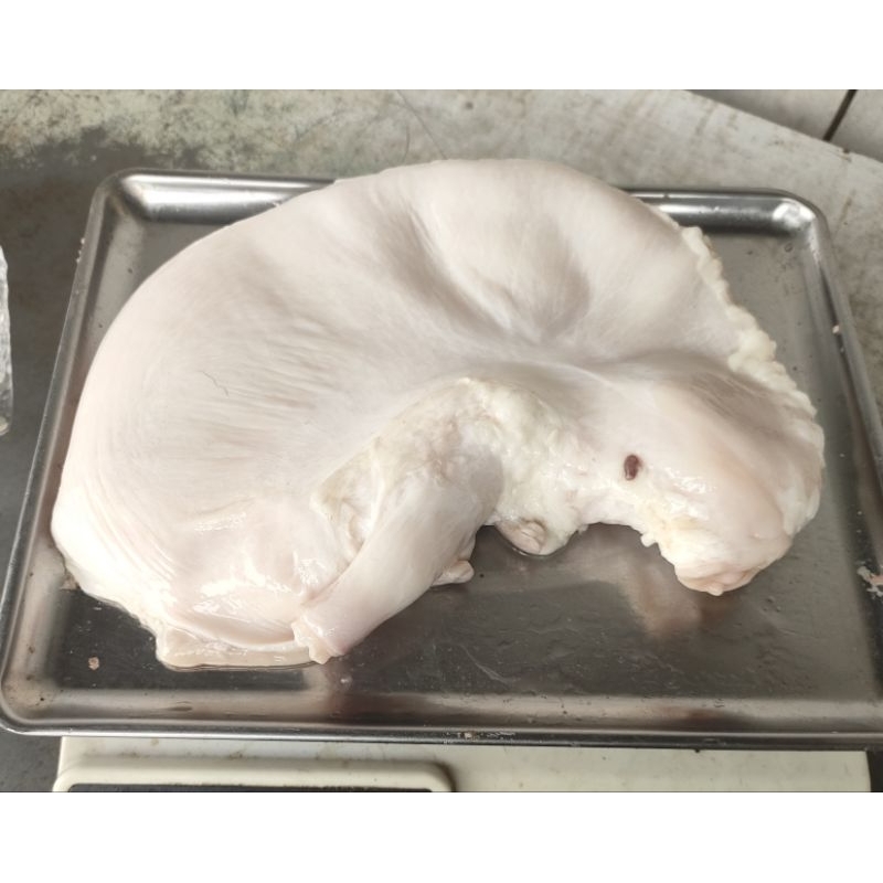 

Tito babi / lambung babi / cutu