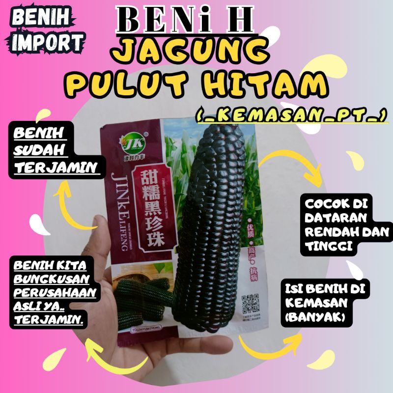 BENIH JAGUNG PULUT HITAM BERKUALITAS TINGGI