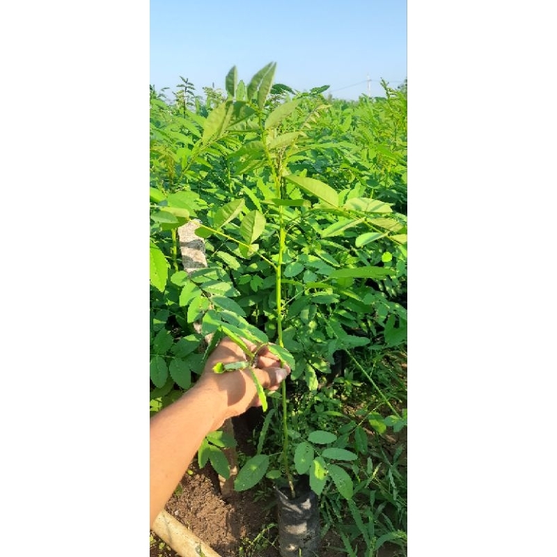 Bibit Indigofera Super pakan kambing/sapi