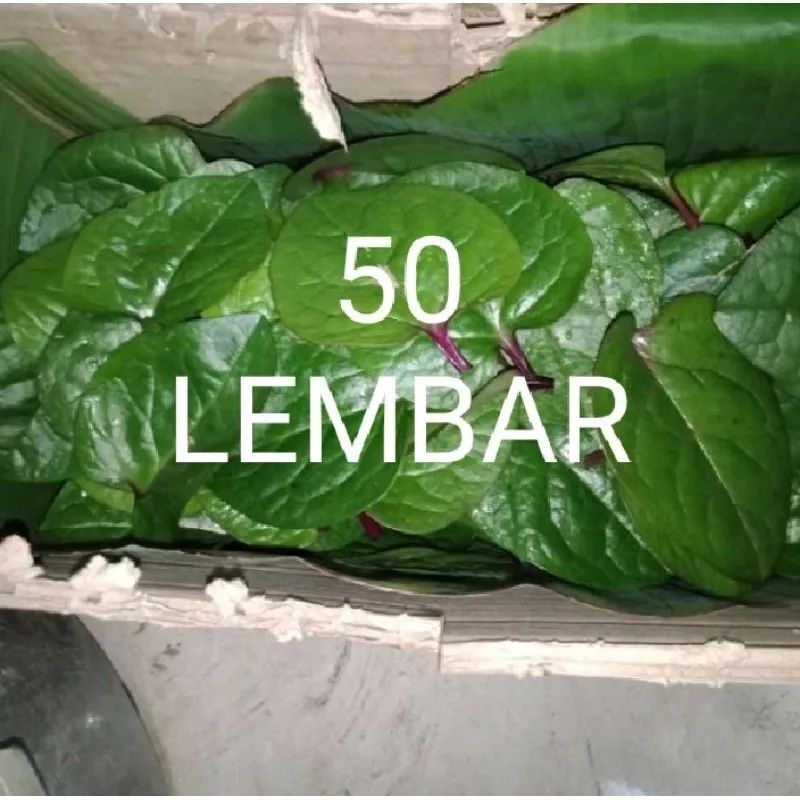 

daun binahong merah segar 50 lembar