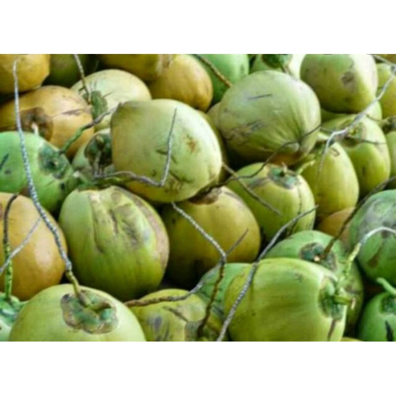 

kelapa muda segar 1 buah