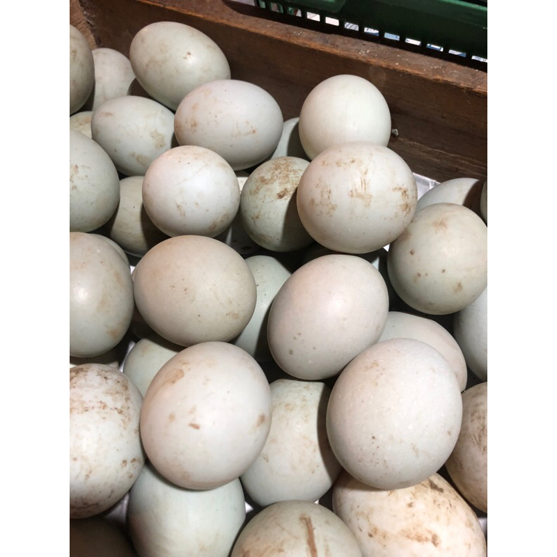 

TELUR/TEROR BEBEK MENTAH 1PCS