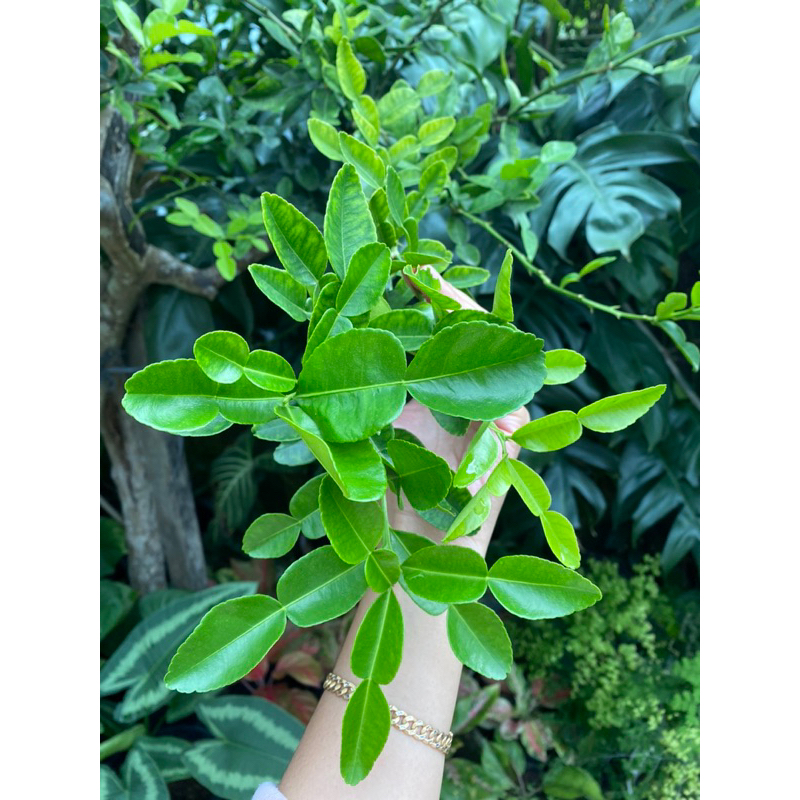 

Daun Jeruk Purut/Daun Jeruk untuk pengharum masakan/Daun Jeruk Rempah Masakan