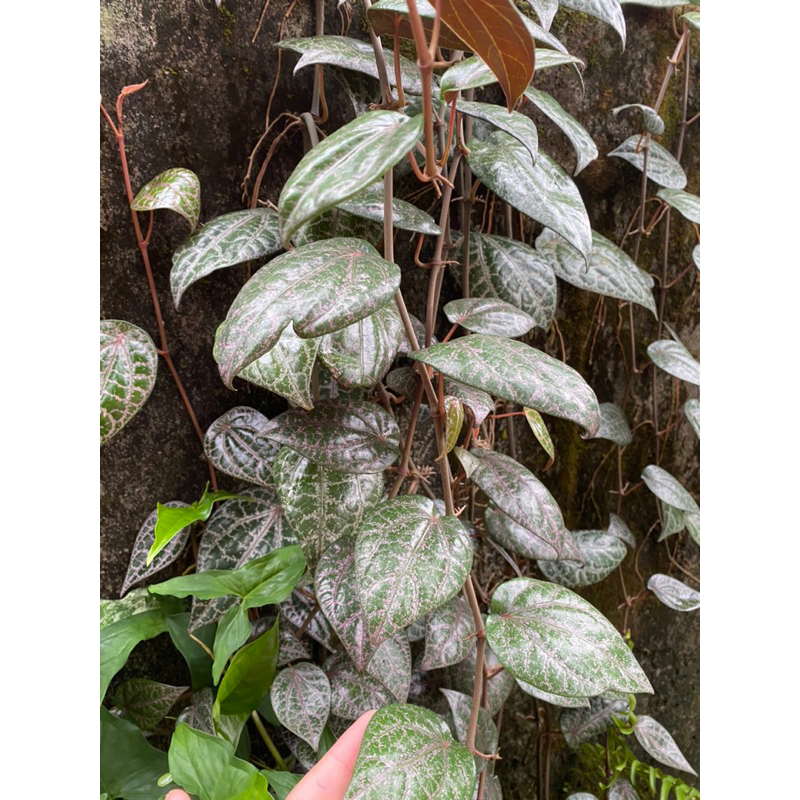 Daun Sirih Merah/Tanaman Sirih Merah