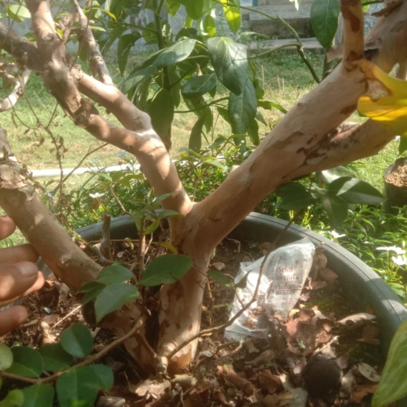 bibit anggur brazil besar