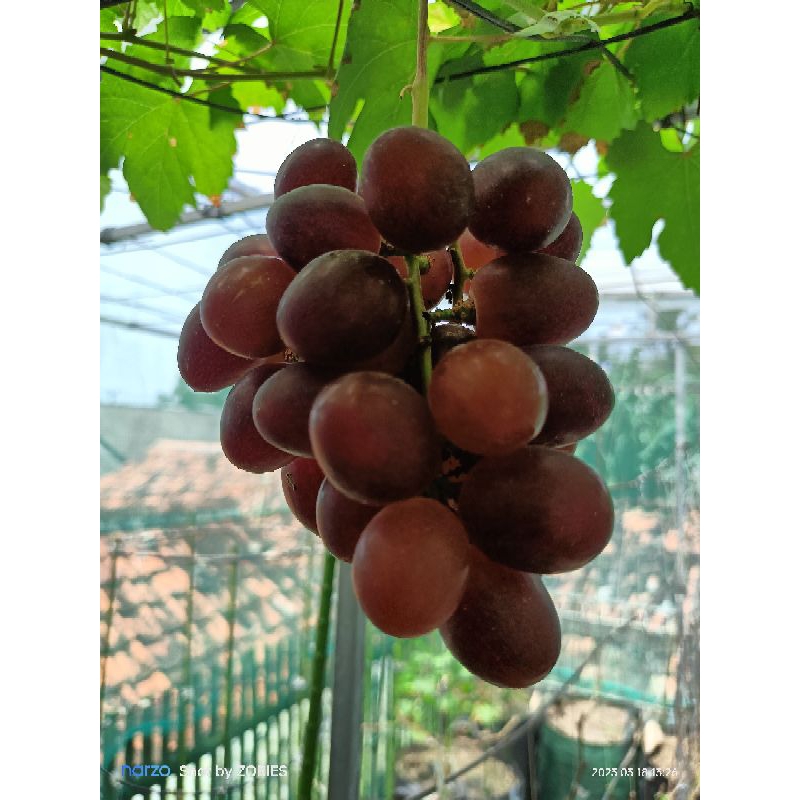 Bibit Anggur Rosario Rosso (RS SO4)