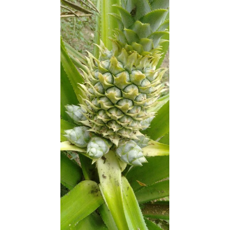 

nanas.erlaris mantap dan enakk 500 gram murah