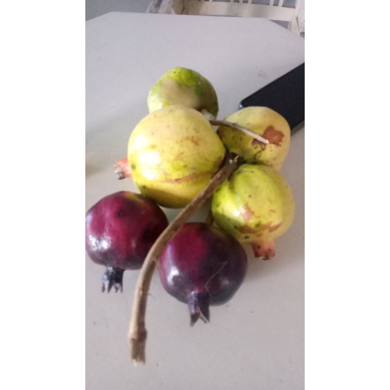

BuahDelima