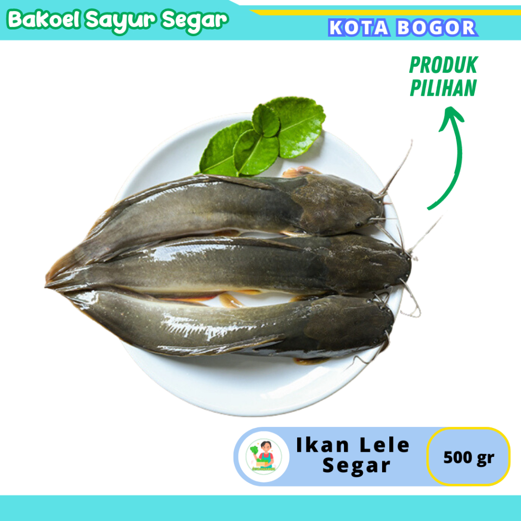 

Ikan Lele hidup Ikan segar 500gr Fresh Setiap hari Kota Bogor