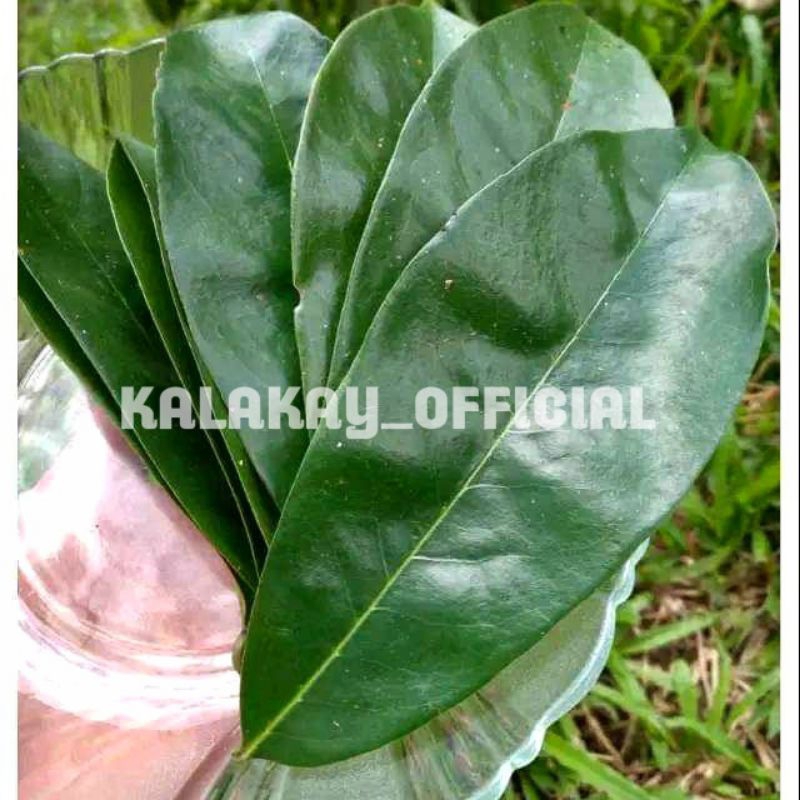 

Daun Sirsak Segar 100 lembar