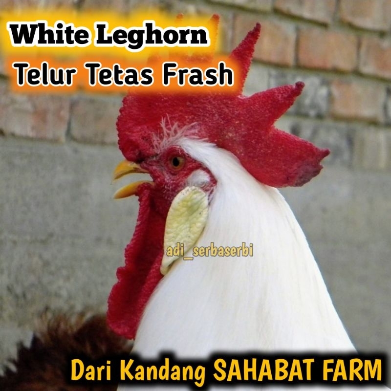 

TELUR TETAS FERTIL WHITE LEGHORN Ori (telur premium)