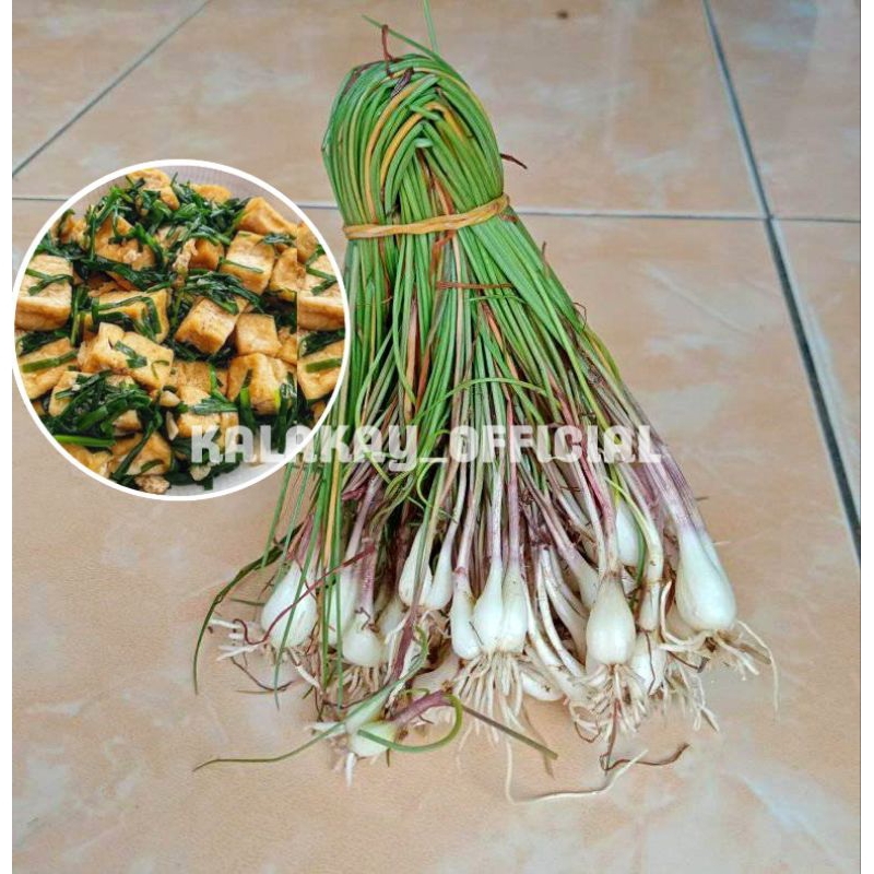 

Bawang Kuncai / Bawang Rambut / Bawang Hosaya per ikat