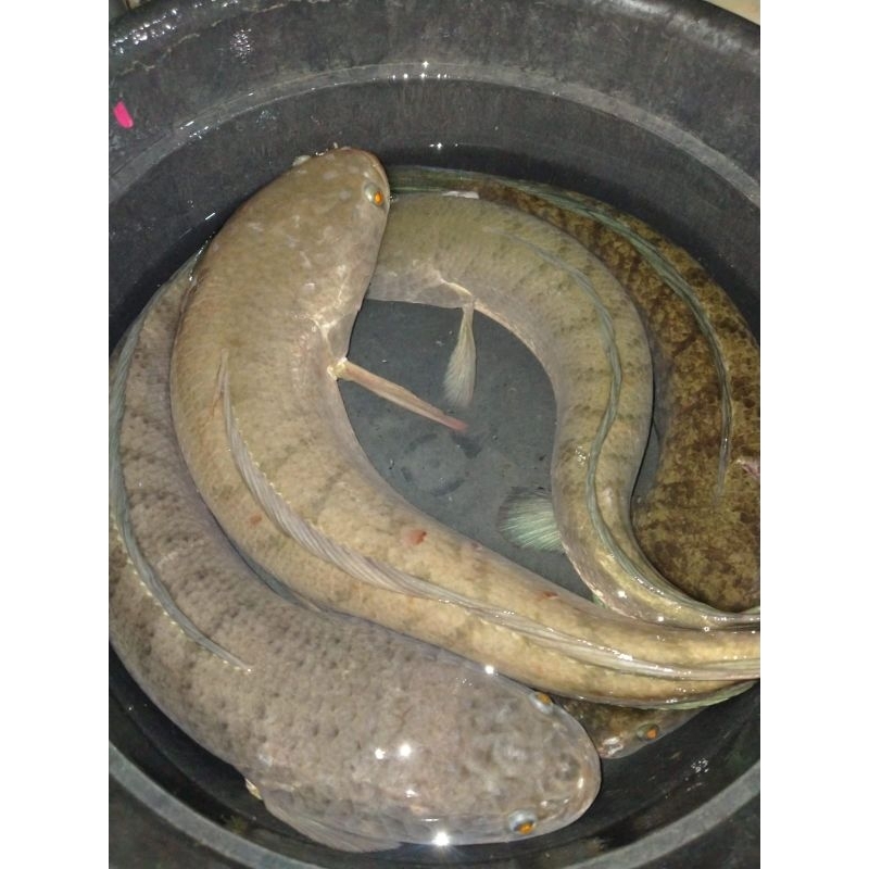 

Ikan gabus jumbo 1/2kg