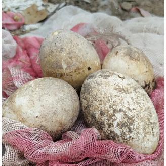 

Telur Angsa Fresh