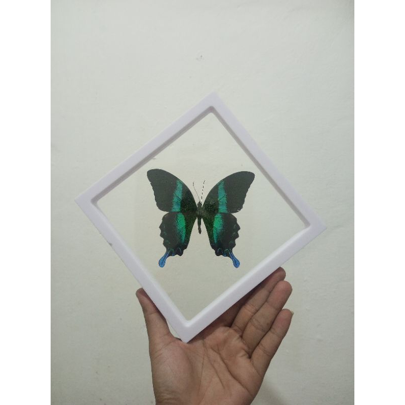 AWETAN KUPU KUPU P. BLUEMEI ASLI