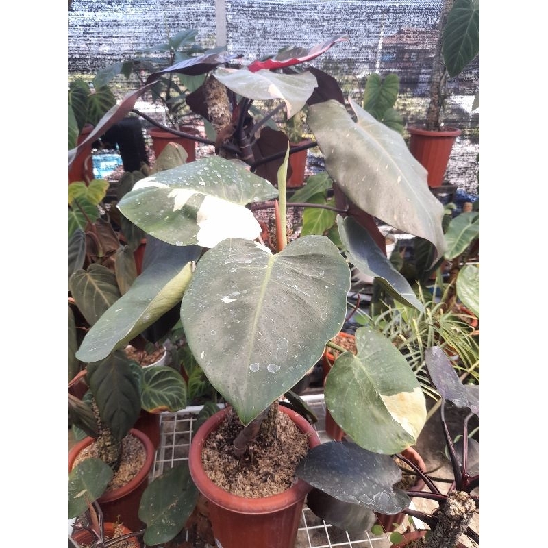Philodendron white wizard