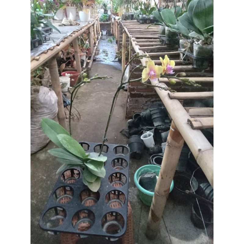 Angbul mini knop mekar