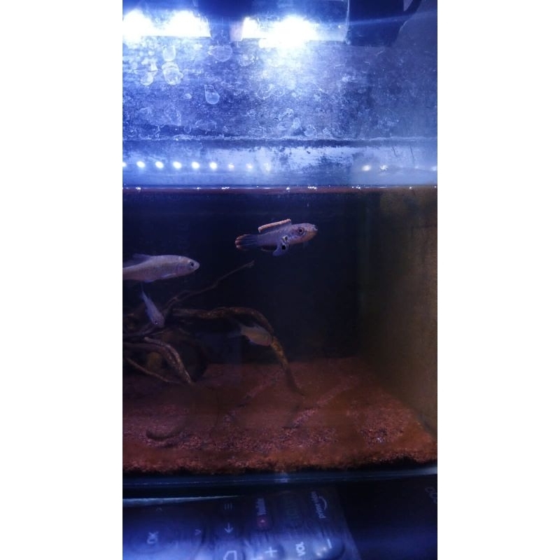 channa limbata ukur 3-4 cm rim tebal