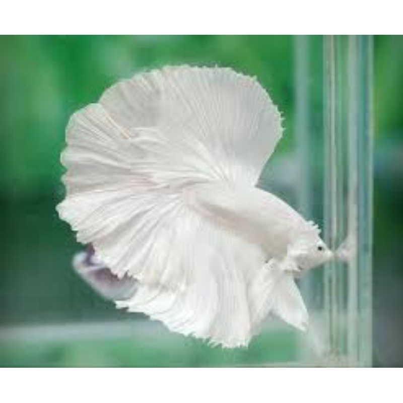 cupang halfmoon platinum size L