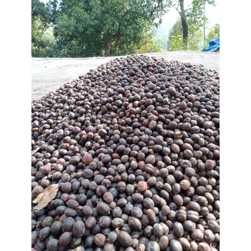 

KOPI GLONDONG/KOPI KERING 1 KG/KOPI GUNUNG MURIA