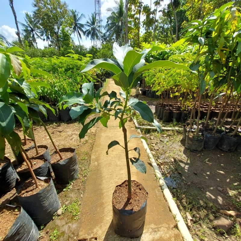 

Bibit Alpukat Aligator Asli Sambung Batang Besar