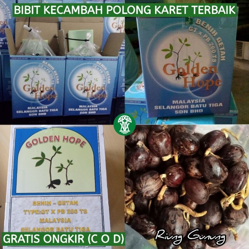 BENIH BIBIT KECAMBAH POLONG KARET MERAH UNGGUL ASLI BIBIT KARET MALAYSIA PB 260 UNGGUL GOLDEN HOPE O