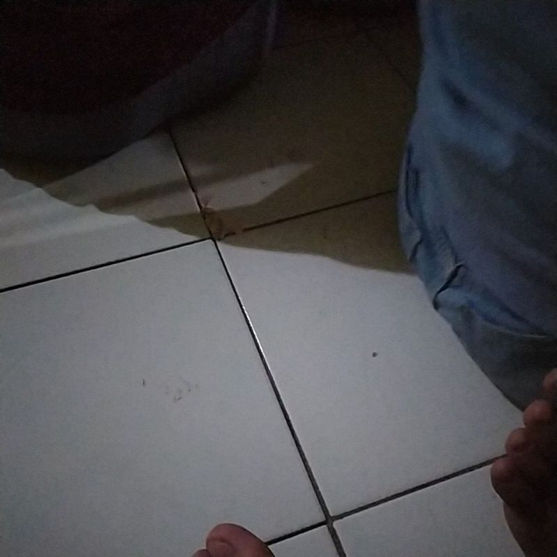 

Link makanan