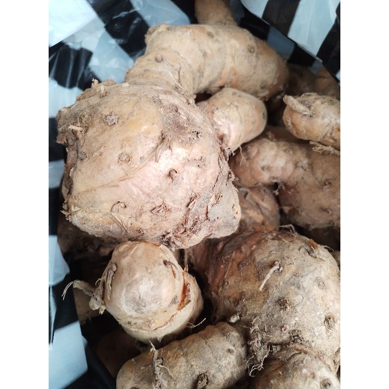 

Temulawak Segar 1 kg