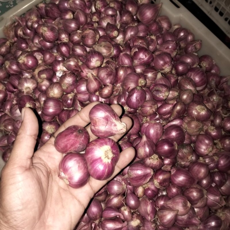 

bawang merah probolinggo