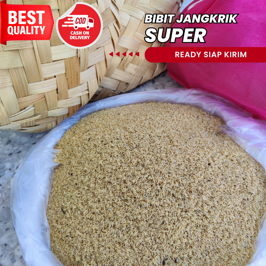 Jual Telur Jangkrik Alam Madu Kualitas SUPER Bibit Jangkrik murah  jual telur jangkrik 100% netas ju