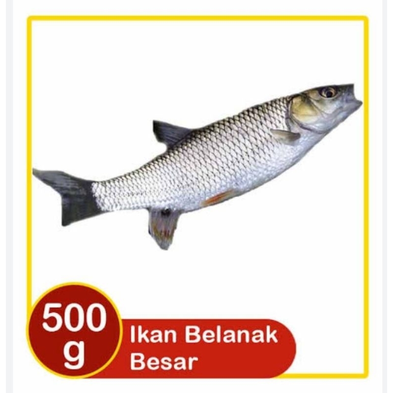 

Ikan Belanak Segar 500gr