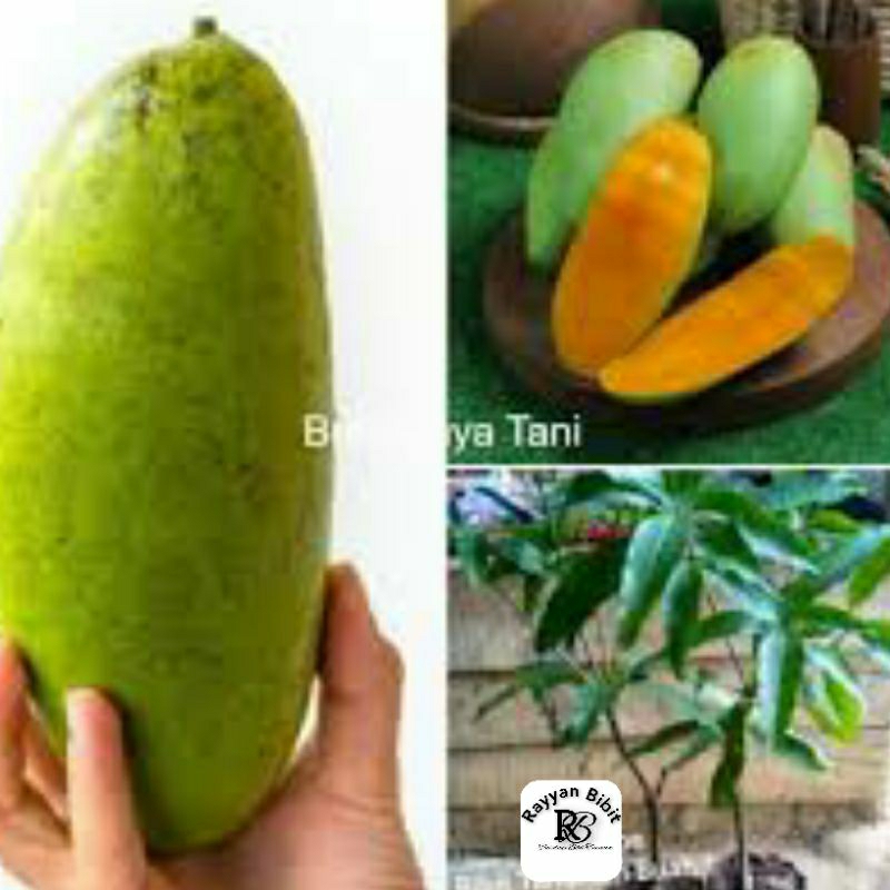 Bibit mangga golek madu super unggul mangga golek madu okulasi cepat berbuah