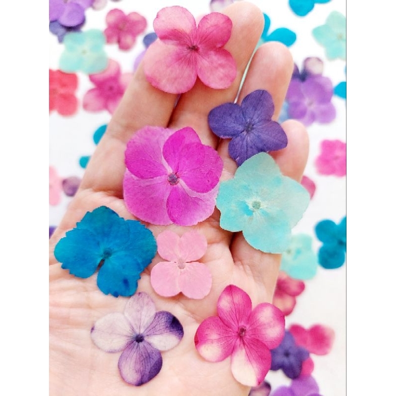 Hydrangea - Hortensia - Bunga Kering - Pressed flower - Dried flower - Oshibana - Blue Hydrangea - P