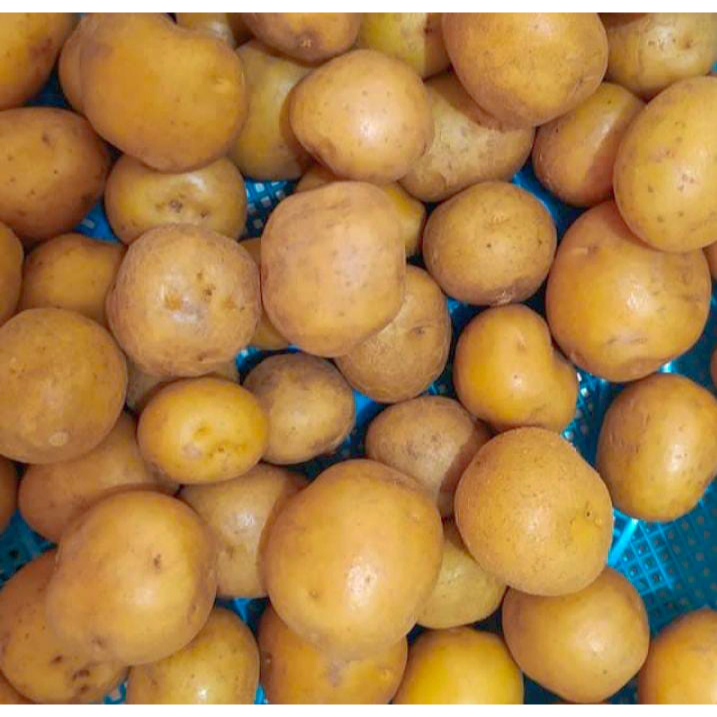 

Kentang Kecil Kecil Biasa untuk Rendang atau Siomay