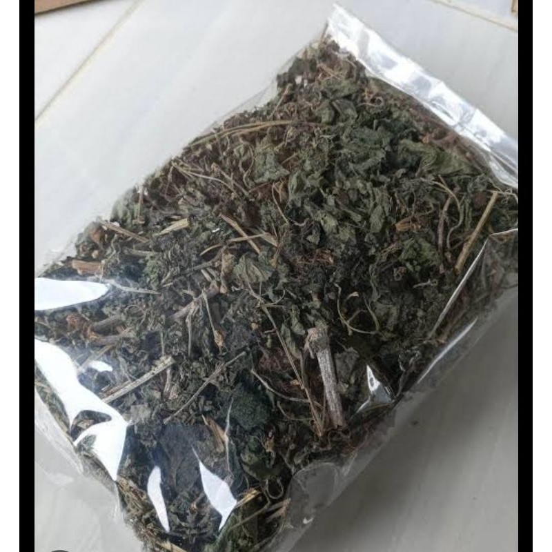 

Daun jarong kering daun pecut kuda kering