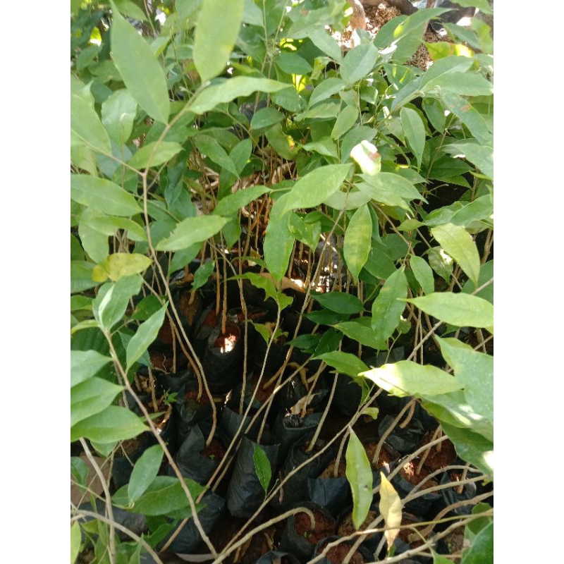 JUAL BIBIT POHON GAHARU SUPER