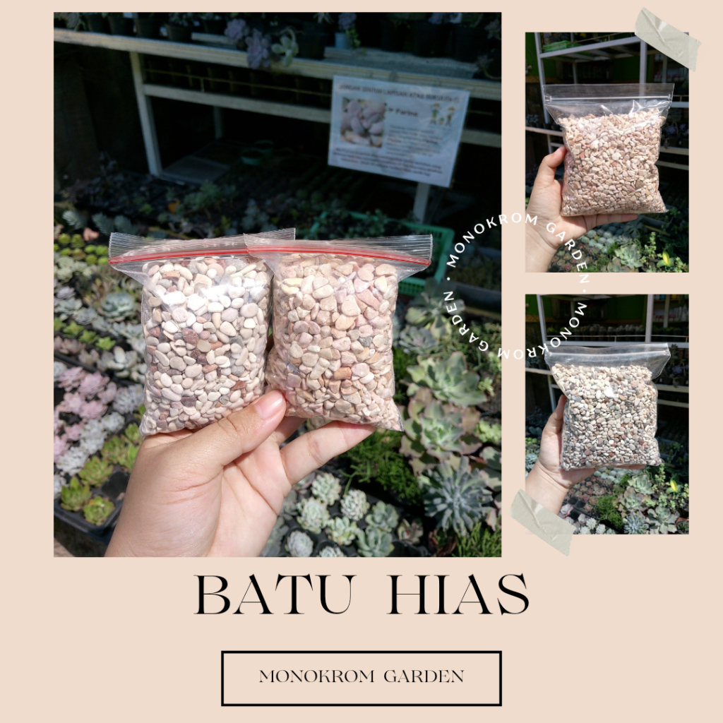Batu Hias Tanaman Kaktus Sukulen