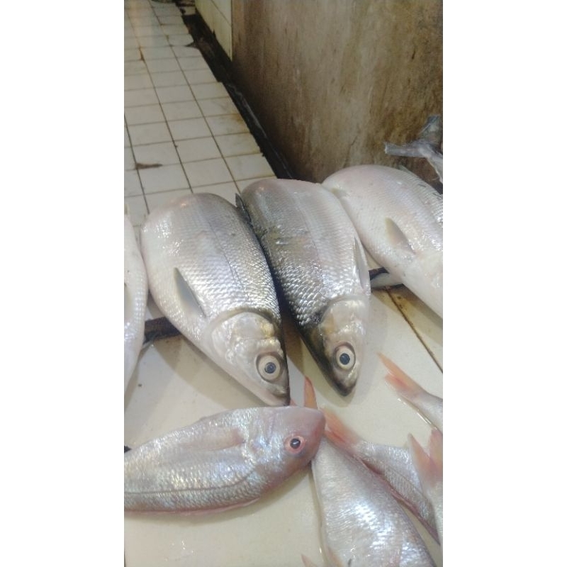 

ikan bandeng segar