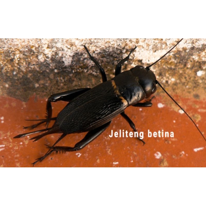 Jangkrik betina hidup