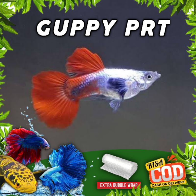 Mainan Guppy cendolan