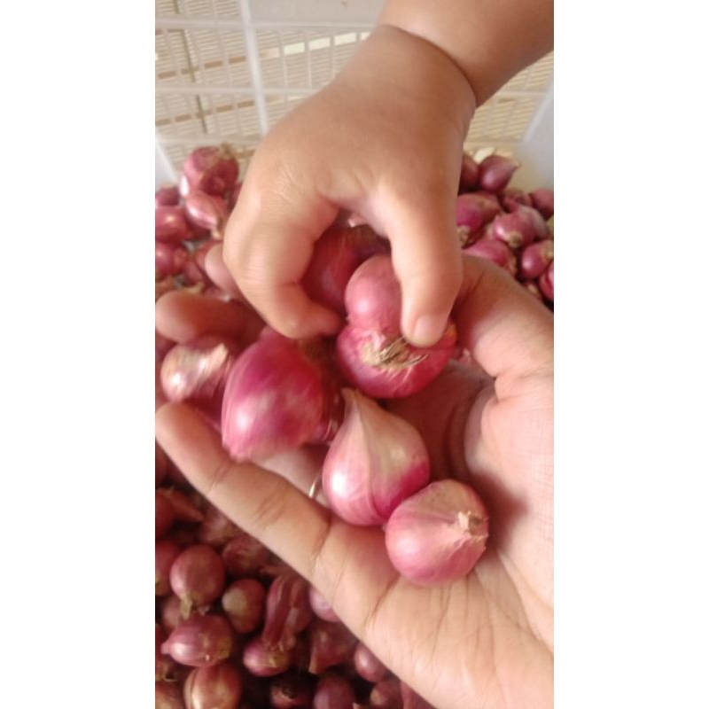 

BRAMBANG LINGGO