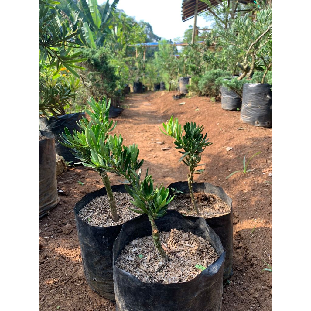 Lohansung Blue Cincuan//Bibit Lohansung Blue Cincuan